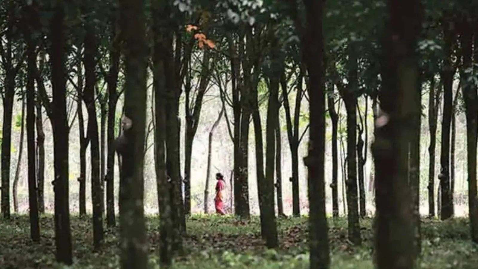 Madhya Pradesh pauses directive on community forest rights after Union Minister’s letter