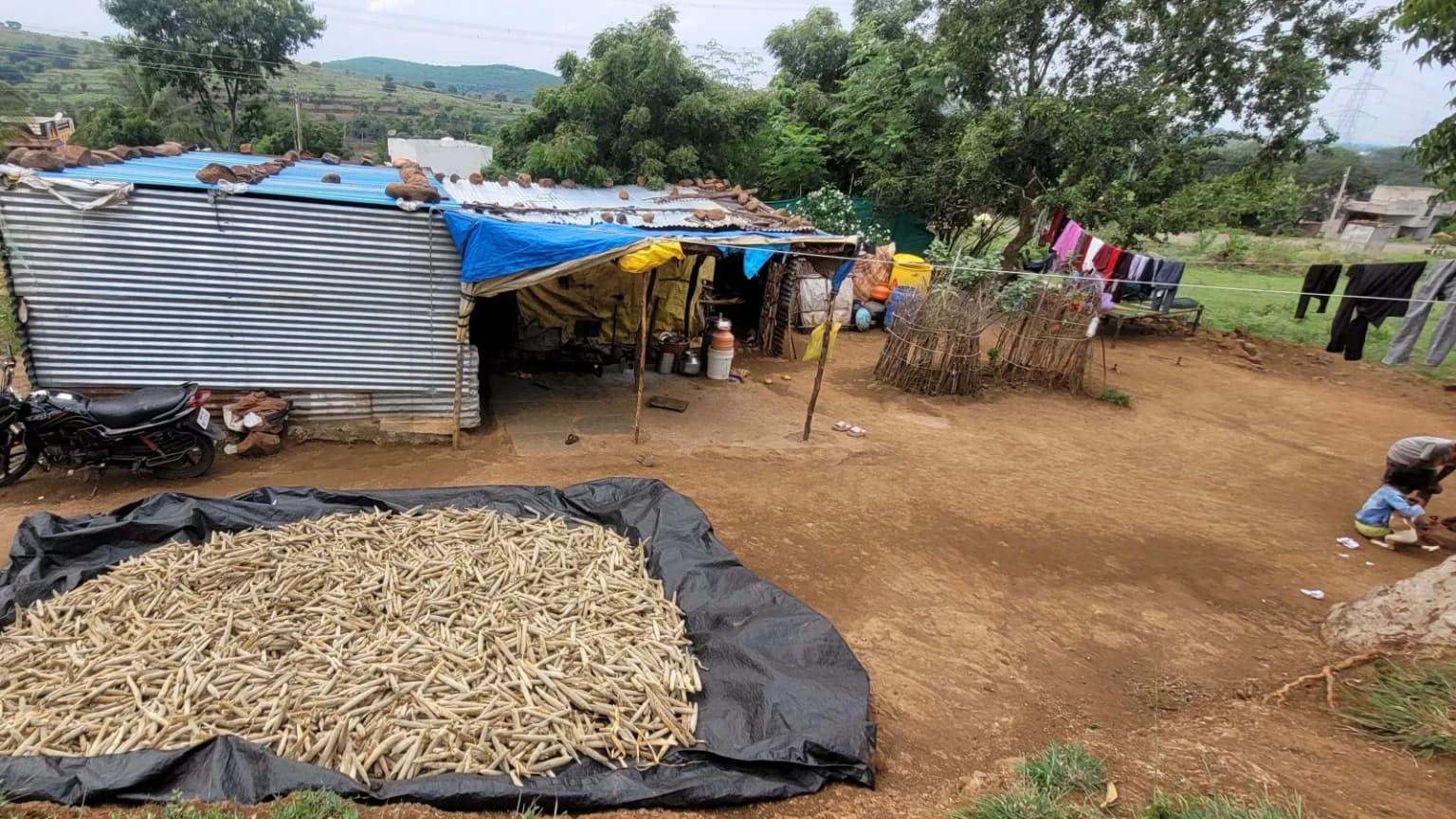 Parched fields, early exodus: Maharashtra drought’s first signs reveal desperate move for survival