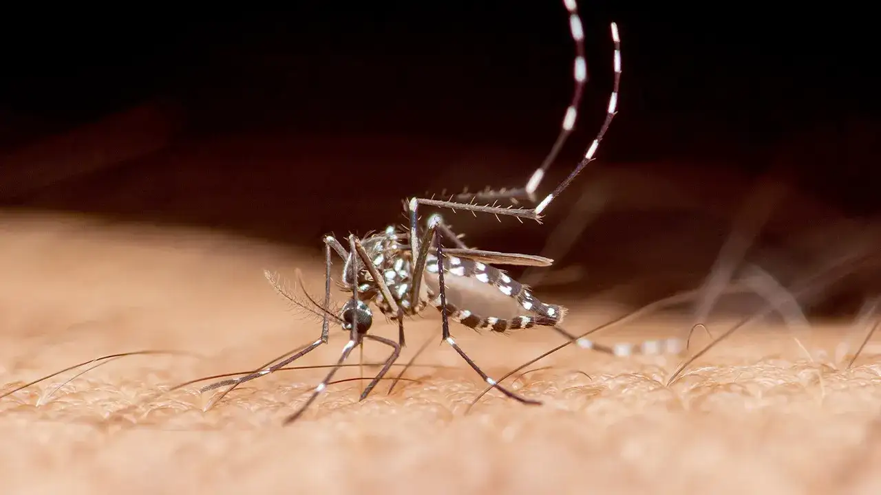Florida records first dengue fever death of 2026 amid local outbreak