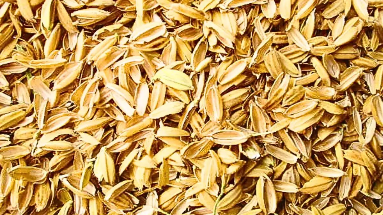 Rice husk ash could make asphalt more resistant to high-temperature damage