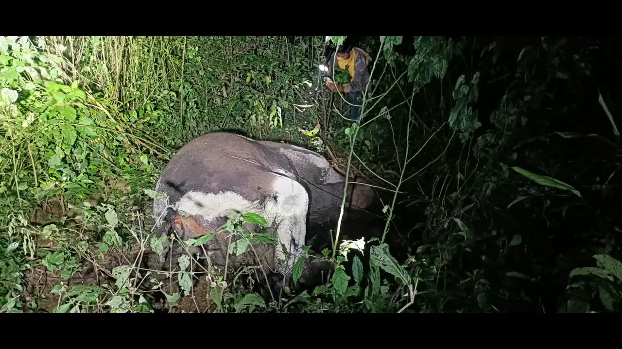 Elephant calf found dead in Sundargarh forest, probe on