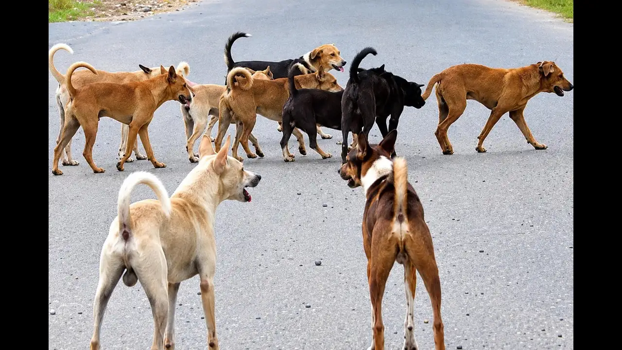 GCC anti-rabies drive: Over 1L dogs vaccinated