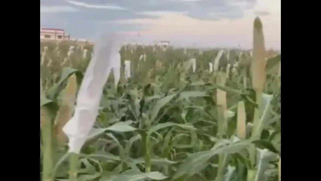 India’s first millet research centre to open in Gudamalani today