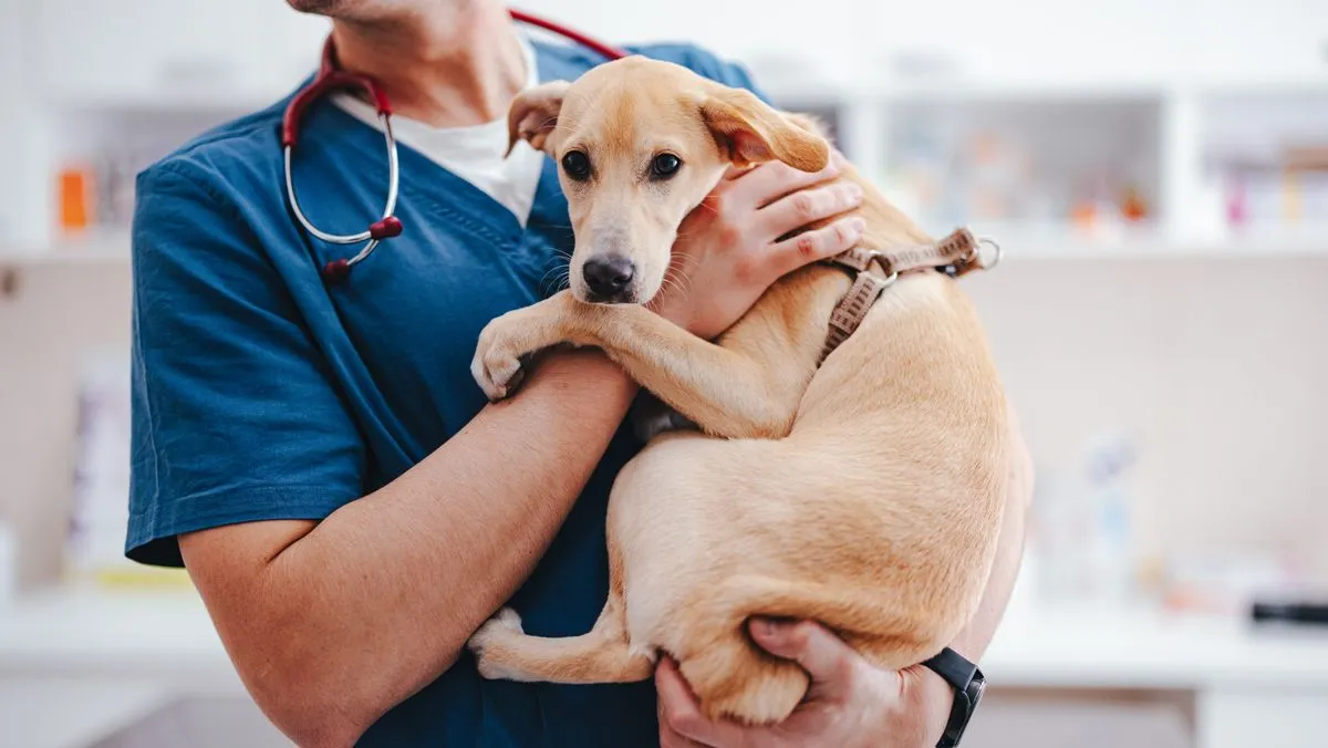 Warning to dog owners after 337 cases of deadly illness in UK