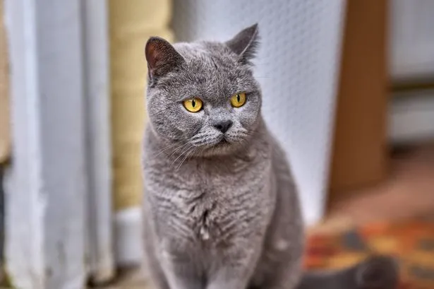 7 cat breeds that experience anxiety when left alone