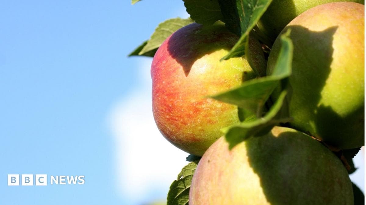 Community orchard at risk from plans for new homes
