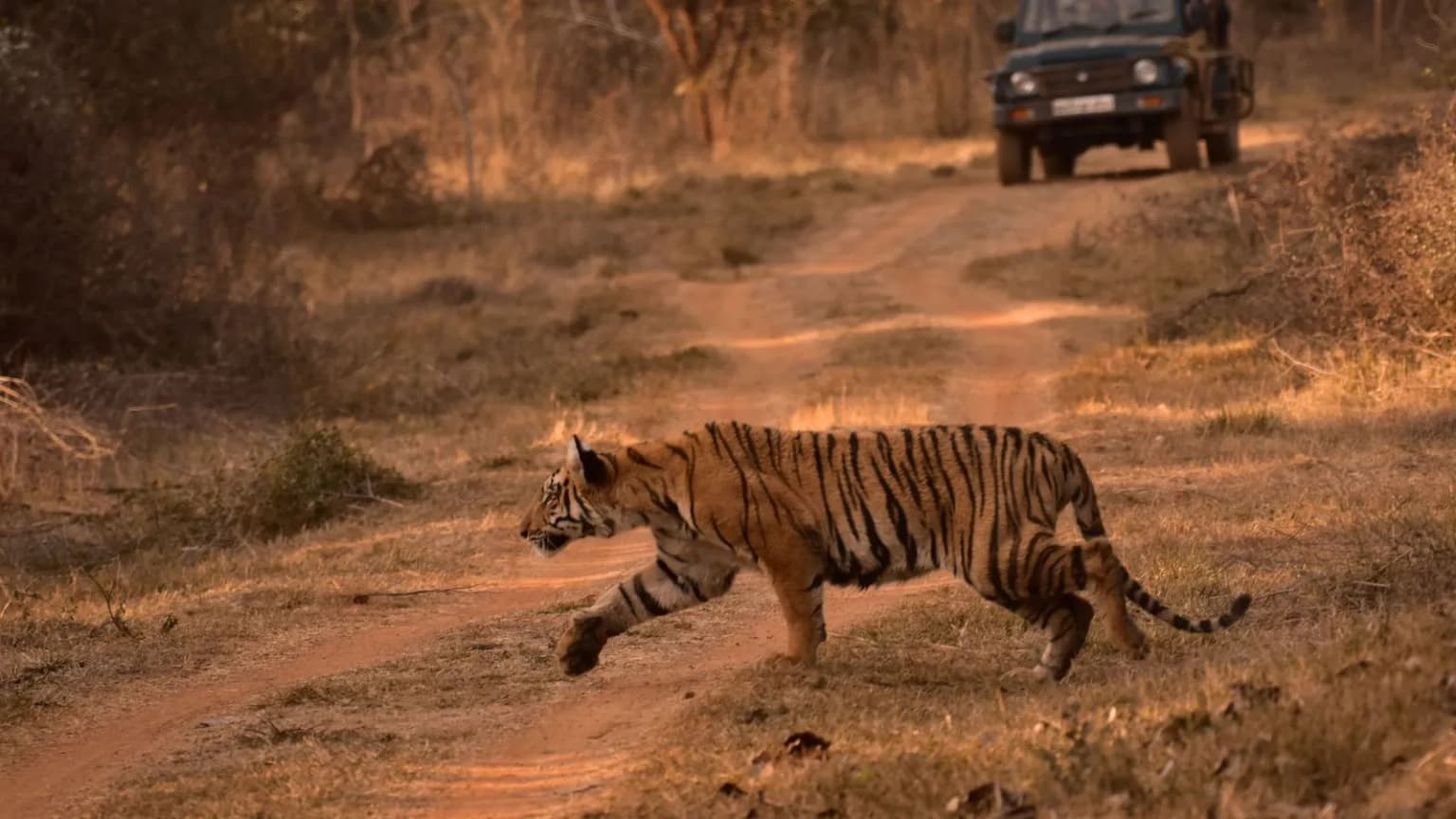 The jungle knows where the tiger is — here’s how to read the signs