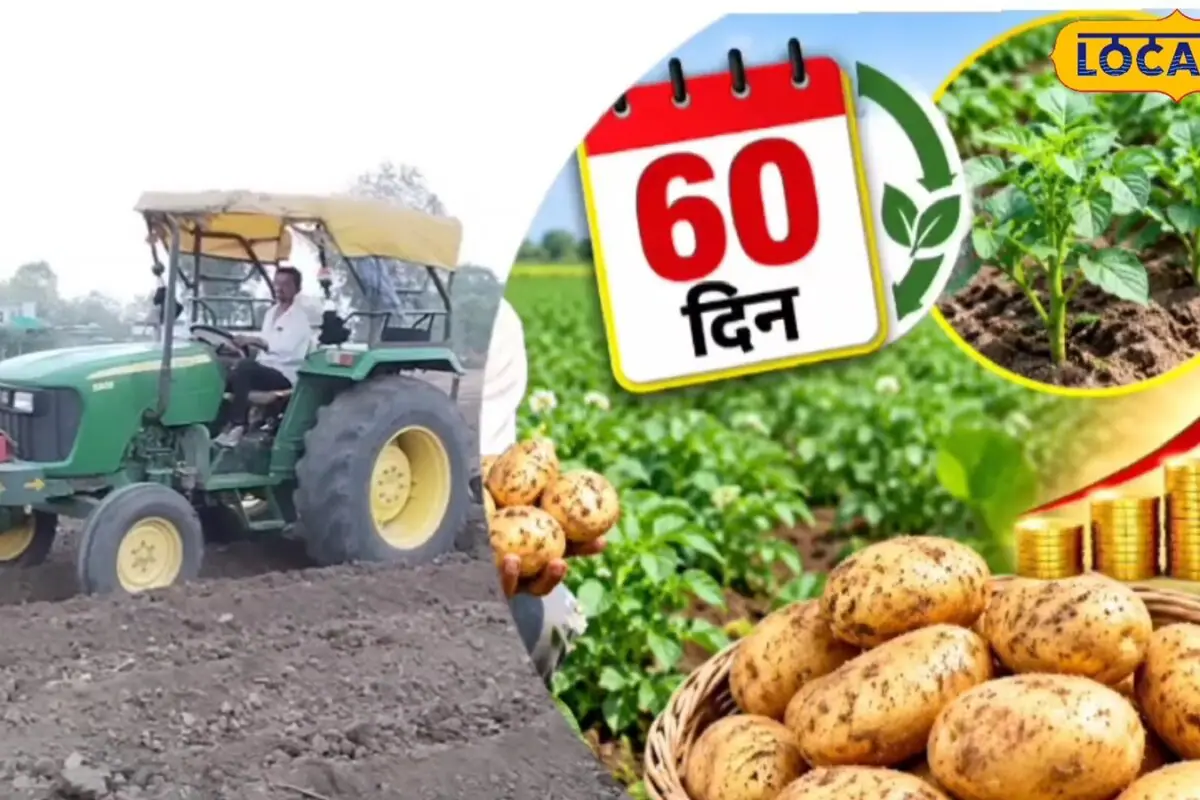 खाली पड़ा है खेत तो लगा डालें आलू की ये वैरायटी, 60 दिन में छप्परफाड़ पैसा!