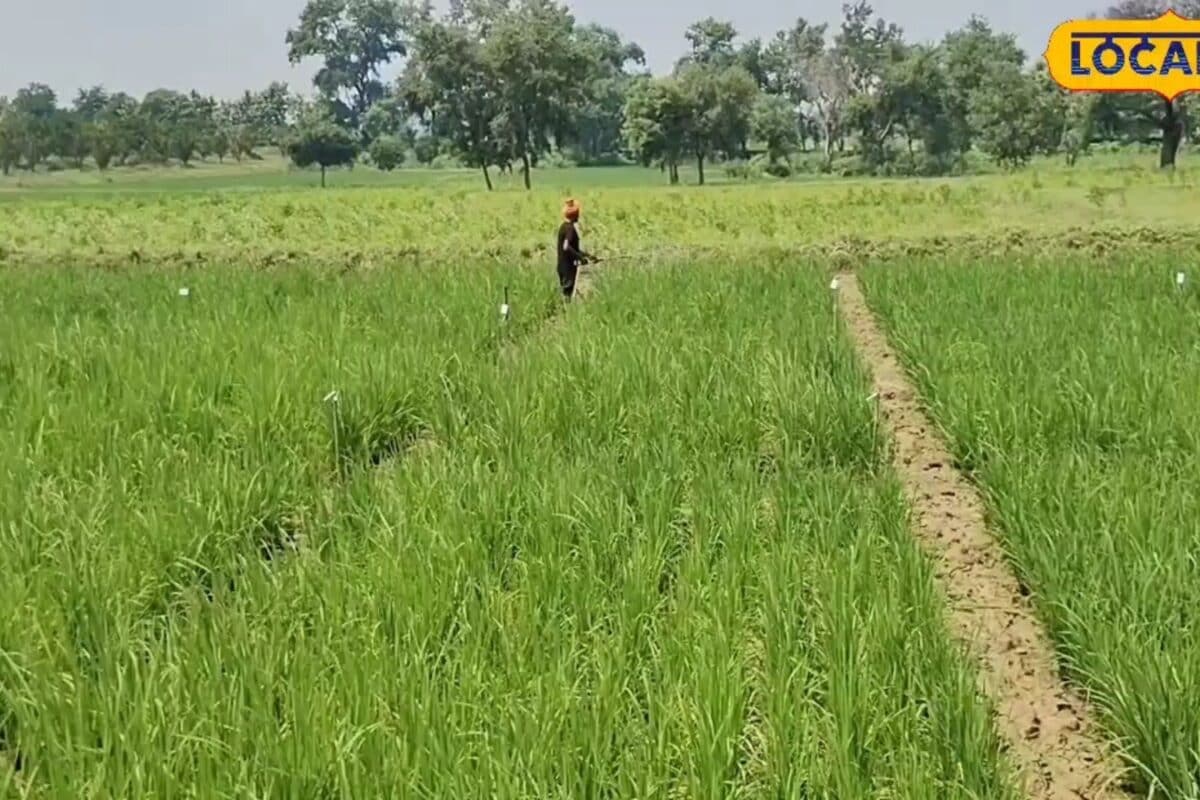 धान की पैदावार बढ़ानी है तो खाद डालने का तरीका बदलें, कृषि वैज्ञानिक ने बताया सही तरीका