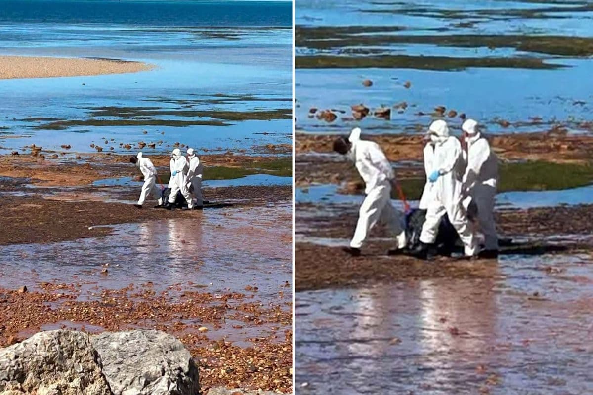 Residents in fear as biosecurity threat pulled off Aussie beach