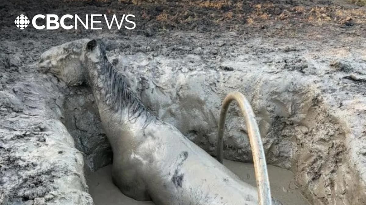 Melfort firefighters rescue exhausted horse from mud pit