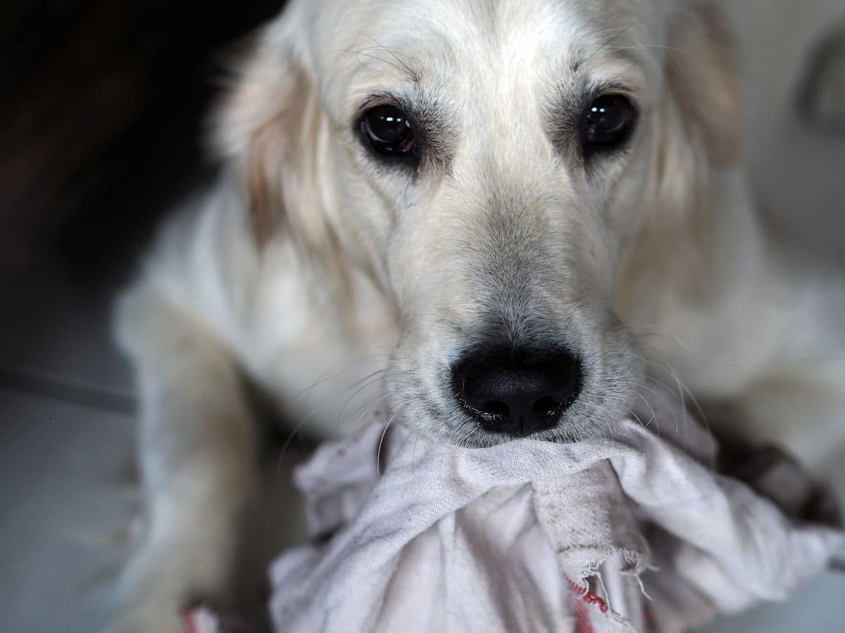 Golden Retriever Brings 'Gifts' To Comfort Crying Foster Puppies Like the Best Little Caregiver