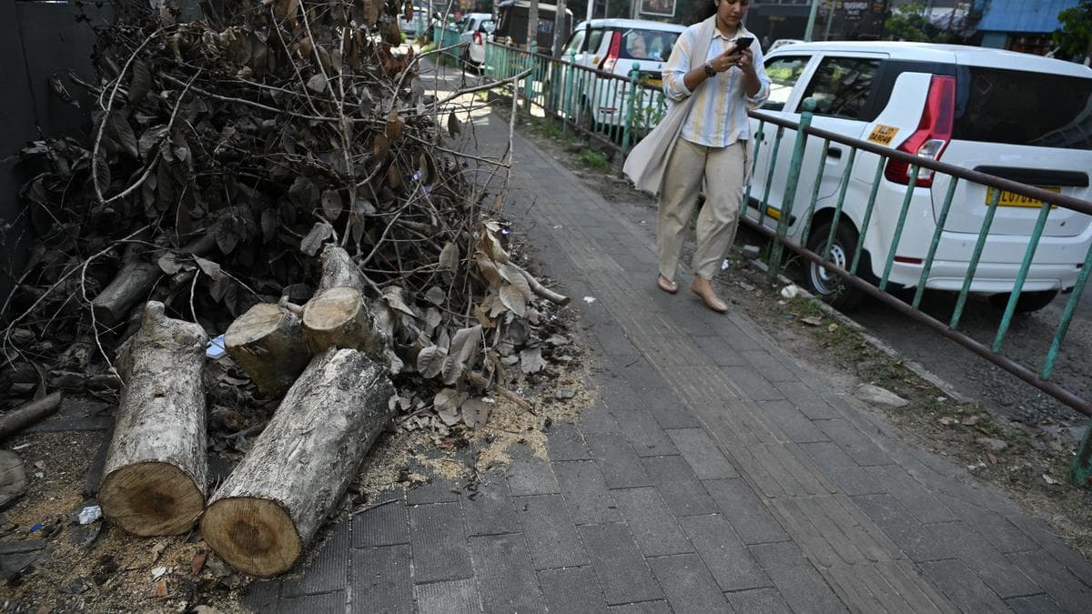 Kochi Corporation to update tree registry after row over unauthorised felling