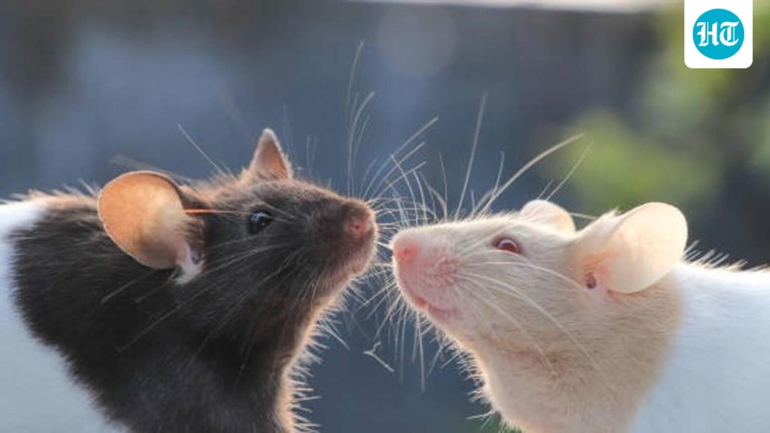 Scientifically Speaking: The mouse with human brain tissue