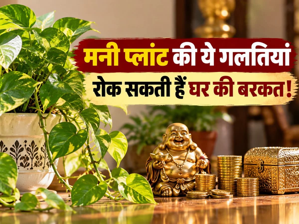 मनी प्लांट लगाने के बाद भी नहीं बढ़ रही बरकत? कहीं ये गलती तो नहीं कर रहे